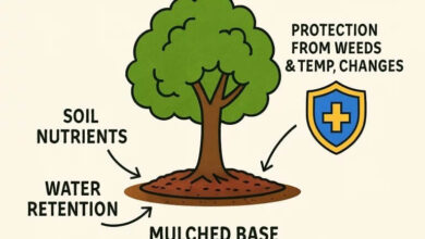 Tree Care